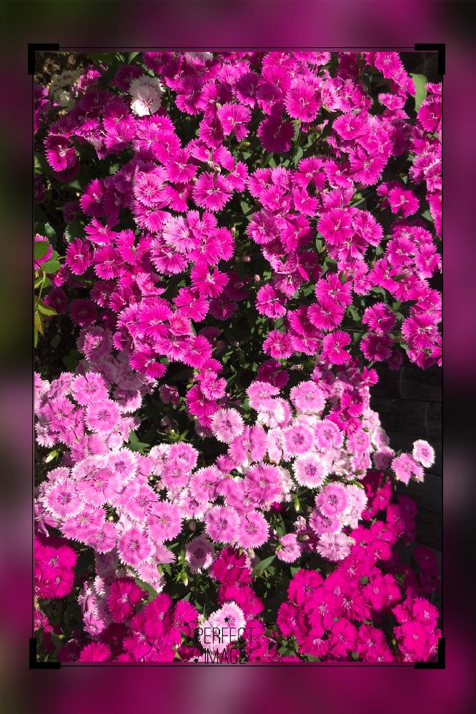 ナデシコの投稿画像 By ゆみじんさん 花のある暮らしとスマホで撮影と種まきから育てるとガーデニング 18月9月 4日 Greensnap グリーンスナップ