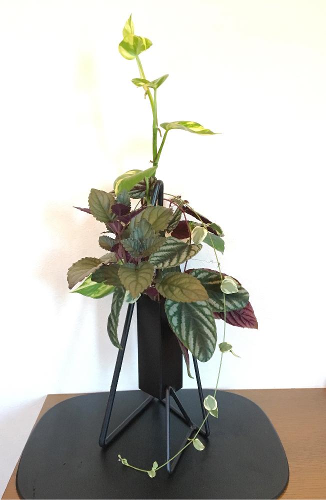 ポトスの投稿画像 By けいかずさん ツルニチニチソウとへミグラフィスとシッサス ディスカラーと観葉植物とフラワーアレンジメントといけばなと生け花と器とお花のフォトコンテスト18 18月9月4日 Greensnap グリーンスナップ