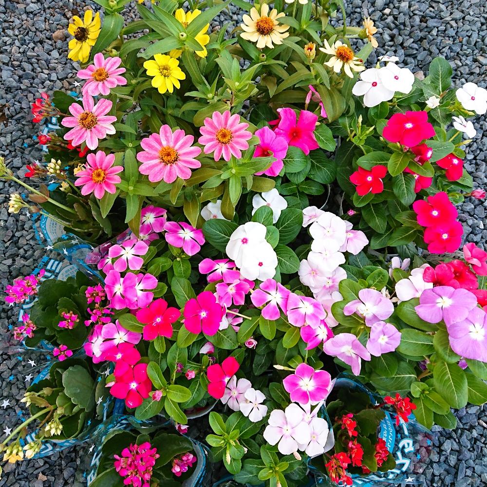 花のある暮らしの投稿画像 By Senaさん ガーデニングと花壇とニチニチソウとビンカ と日々草とカランコエとジニアと広い庭と花のある暮らしとガーデニングと花壇 18月9月4日 Greensnap グリーンスナップ Greensnap グリーンスナップ