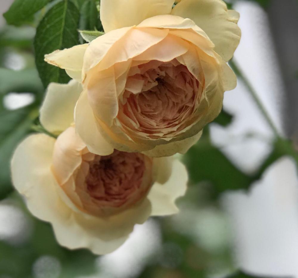 バラ 真宙 まそらの投稿画像 by よりさん｜ばら バラ 薔薇と今日のお花と『バラ』コンテストと寒冷地OKと