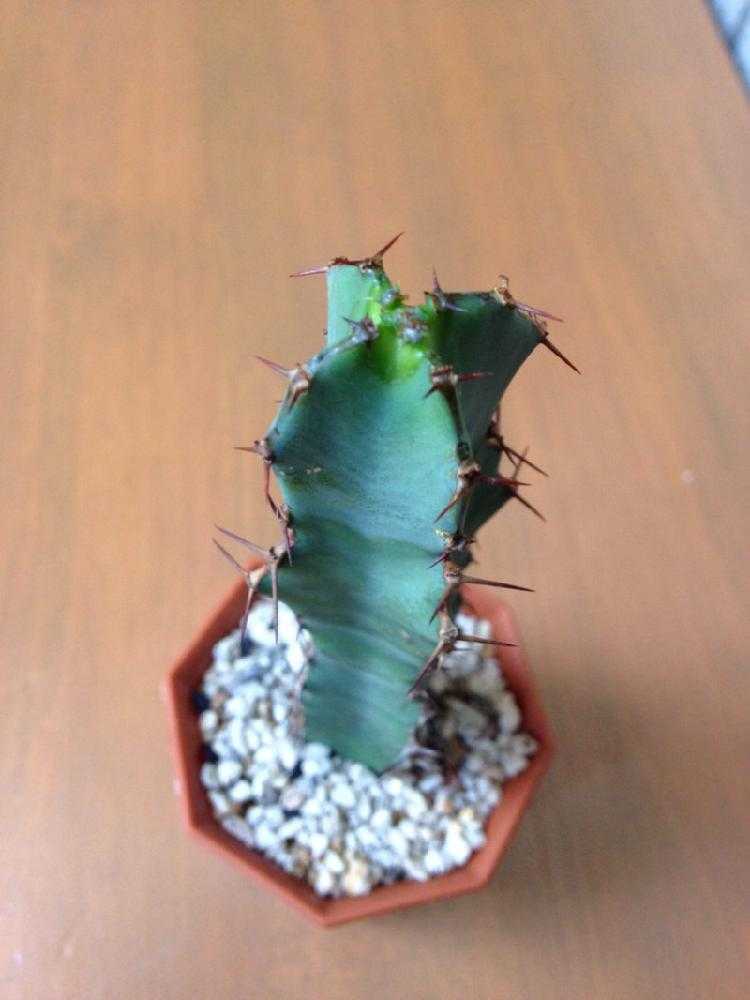 ユーフォルビア・大鳳角(コエルレセンス)1号｜🍀GreenSnap（グリーン