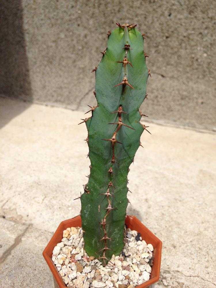 ユーフォルビア・大鳳角(コエルレセンス)1号｜🍀GreenSnap（グリーン