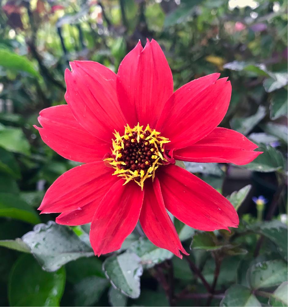 ダリアの投稿画像 By ひろちゃんさん ビショップズチルドレンと赤い花といやされると台風避難と玄関と赤い花といやされると台風避難 18月9月4日 Greensnap グリーンスナップ Greensnap グリーンスナップ