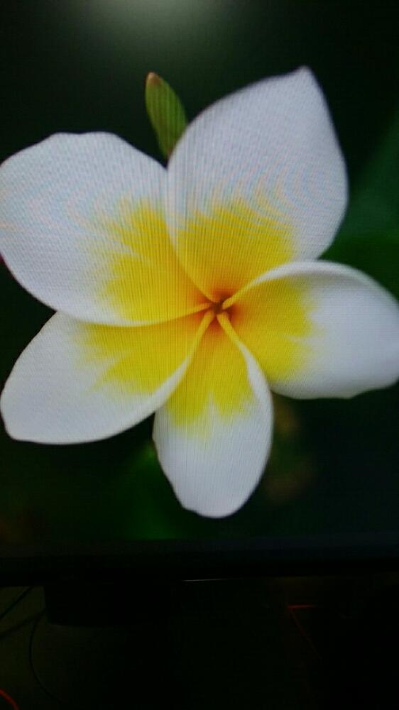 プルメリアの投稿画像 By はあにょんさん 18月9月4日 Greensnap グリーンスナップ