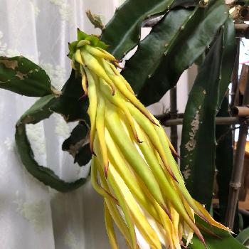 サボテン 三角柱の投稿画像一覧 Greensnap グリーンスナップ