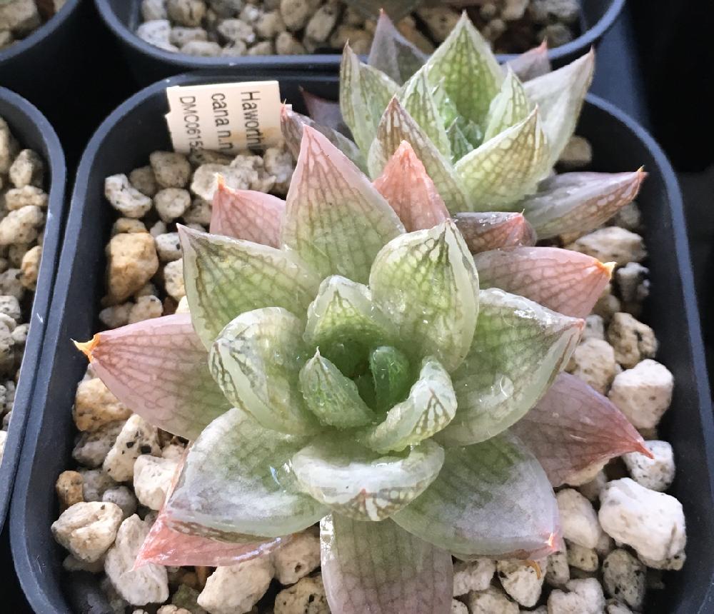 ハオルチアの投稿画像 By さかなさん ハオルチア属とハオルチア原種と多肉植物 18月9月5日 Greensnap グリーンスナップ