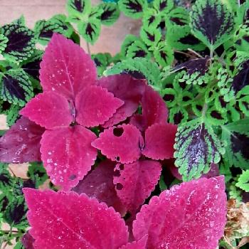 コリウス テルテルハートの投稿画像一覧 Greensnap グリーンスナップ