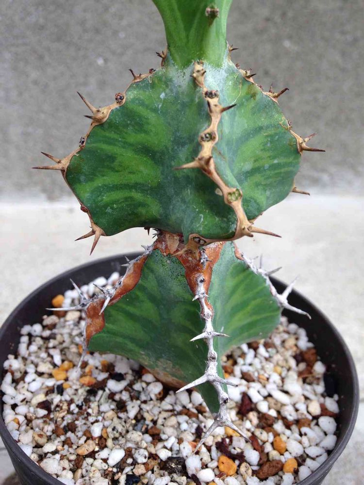 ユーフォルビア・春駒(プセウドカクタス)｜🍀GreenSnap（グリーン  