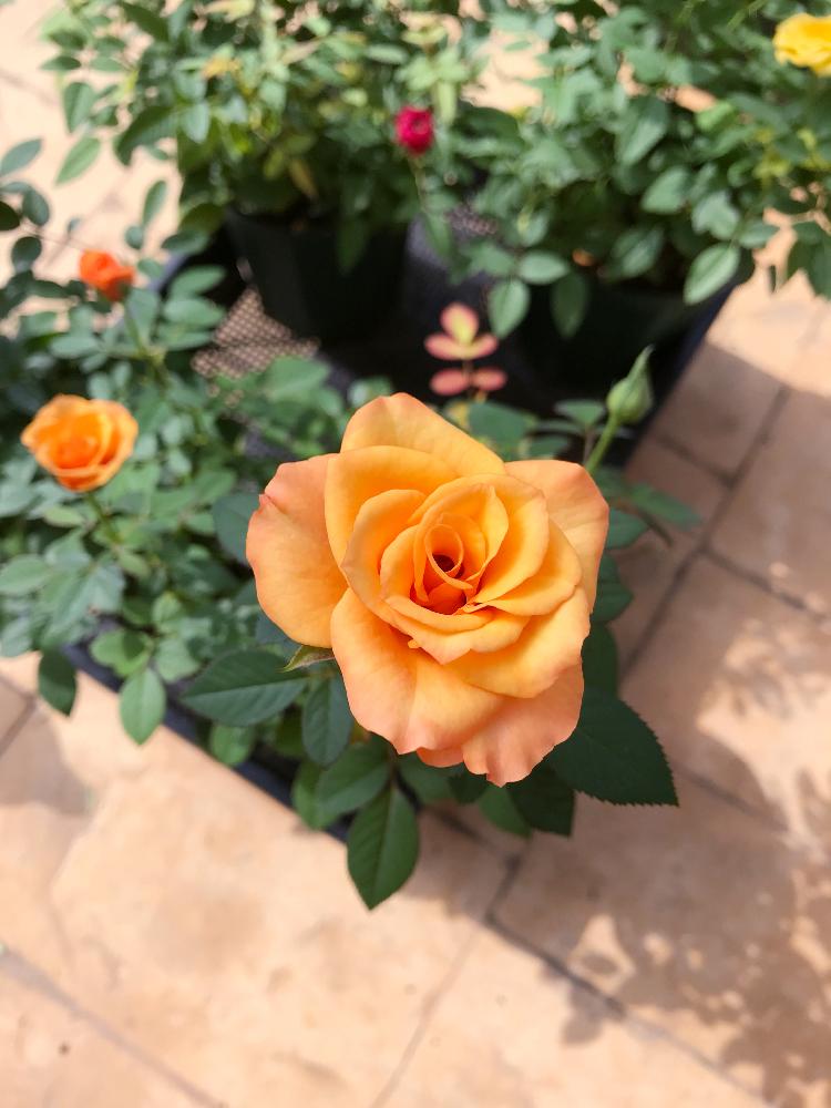 オレンジ色の花の投稿画像 By ケーコさん コルダナローズとミニバラ鉢植えとかわいい とかわゆす と鉢植えと花のある暮らしとバラ ミニバラとコルダーナシリーズ 18月9月5日 Greensnap グリーンスナップ