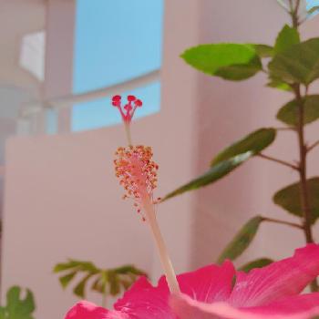 『私に花を、暮らしに華を』コンテストの画像 by わたげさん | バルコニー/ベランダとハイビスカスと癒しと2018夏とベランダガーデンと福島県民と赤い花とハイビスカスの花と花のある暮らしと大好き♡︎ʾʾとかわいいな♡とバルコニストと『私に花を、暮らしに華を』コンテスト