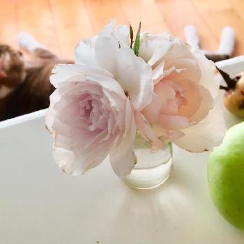 バレリーナツリー ワルツの投稿画像一覧 Greensnap グリーンスナップ