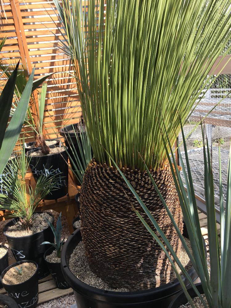 現品】ダシリリオン・ロンギシマム 超大株 15号 発根済 ム6番