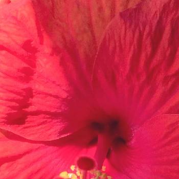 お花好きと繋がりたいの画像 by me❤︎さん | バルコニー/ベランダとハイビスカスとお花好きと繋がりたいとハイビスカスアップと可愛いと花のある暮らしとバルコニスト