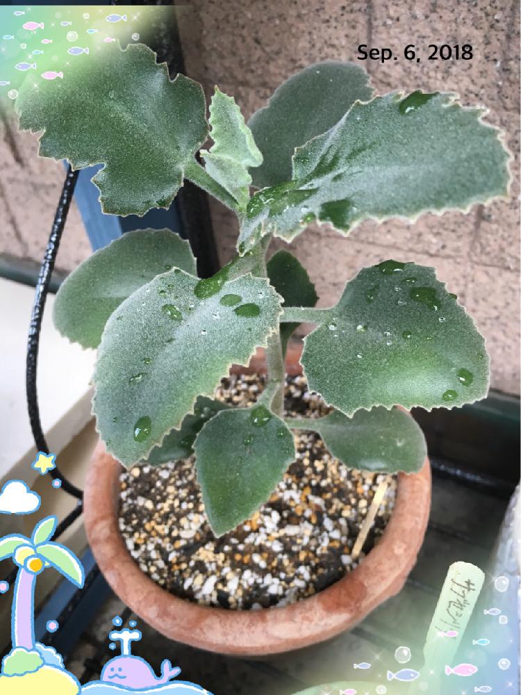 仙女の舞の投稿画像 By Garden0211さん 18月9月6日 Greensnap グリーンスナップ