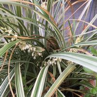 ヤブラン,玄関の画像