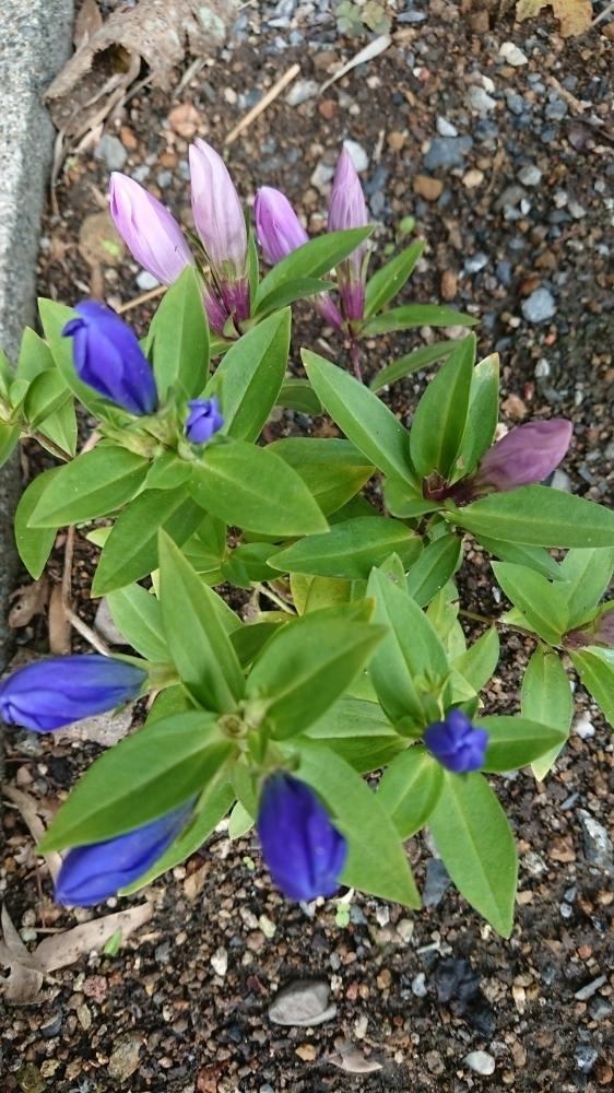 小さな庭の画像 by しーやんさん | 小さな庭とリンドウ科と緑ある暮らしとシャインブルーアシロときれいな色と花のある暮らしとかわいいとメルヘンアシロ