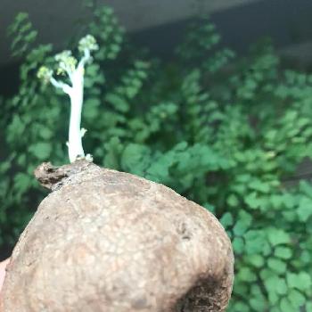 根が出たの画像 by Miiiiiさん | バルコニー/ベランダとステファニア・エレクタとアジアンタムと生命力と観葉植物とコーデックスと塊根植物と珍奇植物と根が出たと新芽