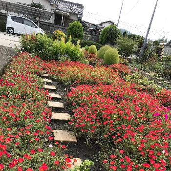 ポーチャラカの蜜の投稿画像一覧 Greensnap グリーンスナップ