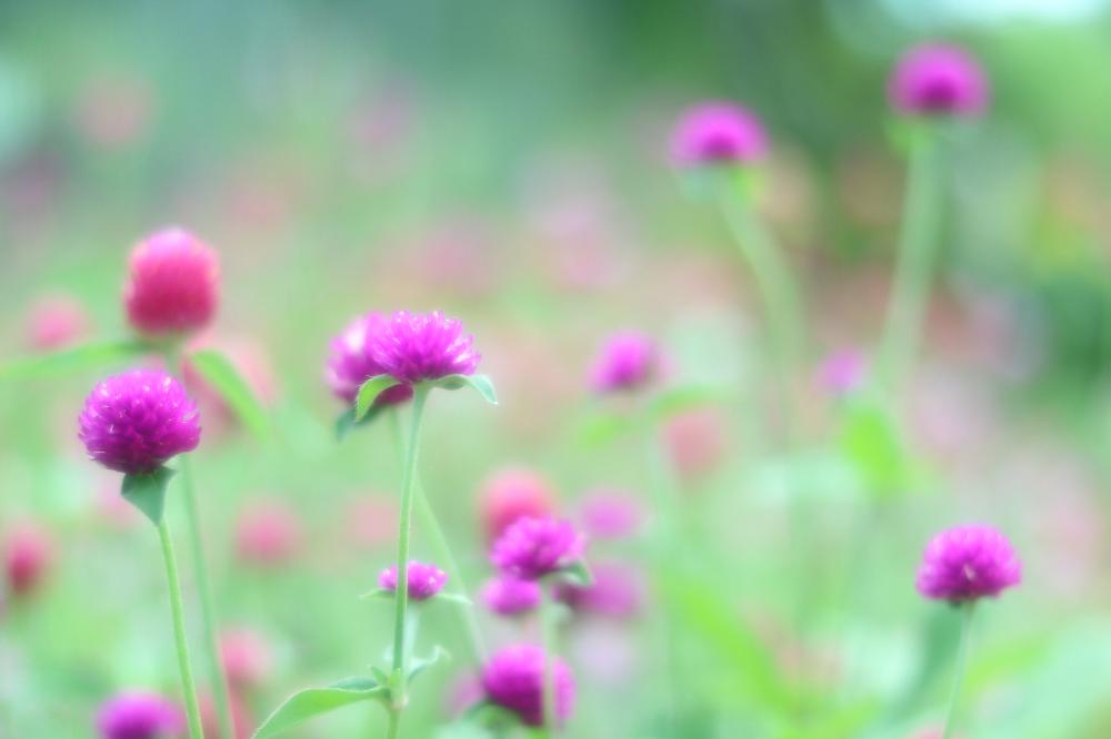 秋いろの投稿画像 By おはぎさん 癒しと植物と癒され風景と千日紅 とお花が好き と花のある暮らしとお散歩とかわいいな と緑のある風景と花 が好きとやっぱり花が好き 18月9月7日 Greensnap グリーンスナップ