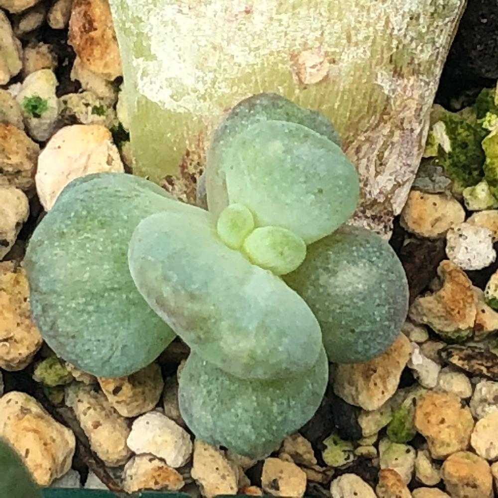 モンロー錦  ホワイトピンク斑  葉挿しっ子 エケベリア モンロー錦 Echeveria 'Monroe Variegated'｜多肉