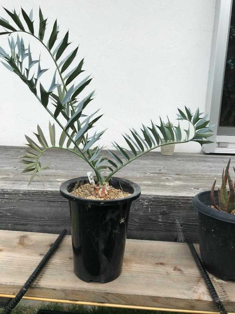 002 エンセファラルトス ホリダス ダブルヘッド フラッシュ中