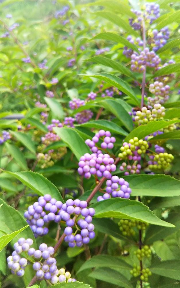 ムラサキシキブの投稿画像 By たなさん 紫色と実のなる植物 18月9月7日 Greensnap グリーンスナップ