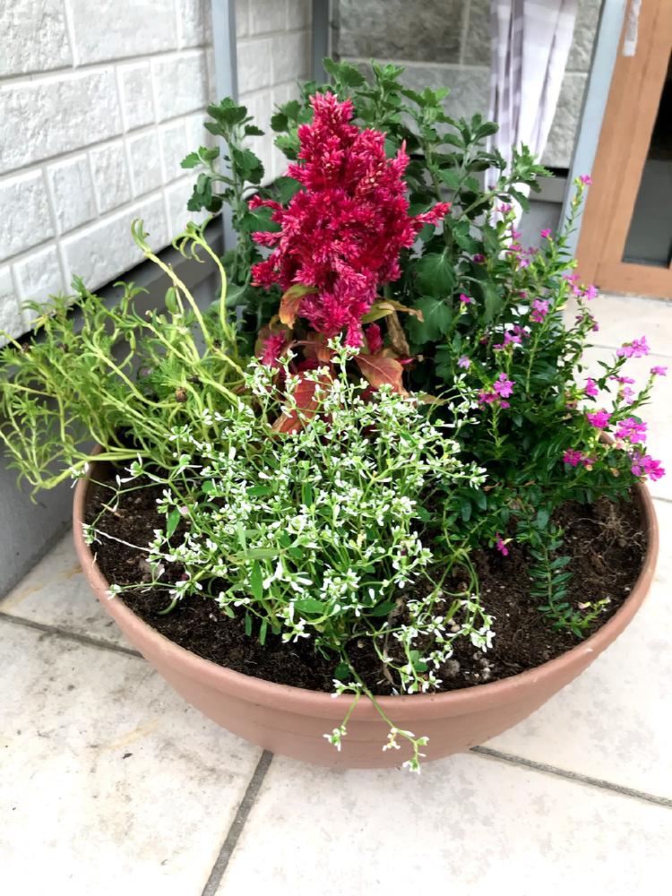 ユーフォルビアダイヤモンドフロストの投稿画像 By みーこさん マツバボタンとクフェアとケイトウとガーデンマムと寄せ植えと玄関先と寄せ植えと玄関先 18月9月7日 Greensnap グリーンスナップ Greensnap グリーンスナップ