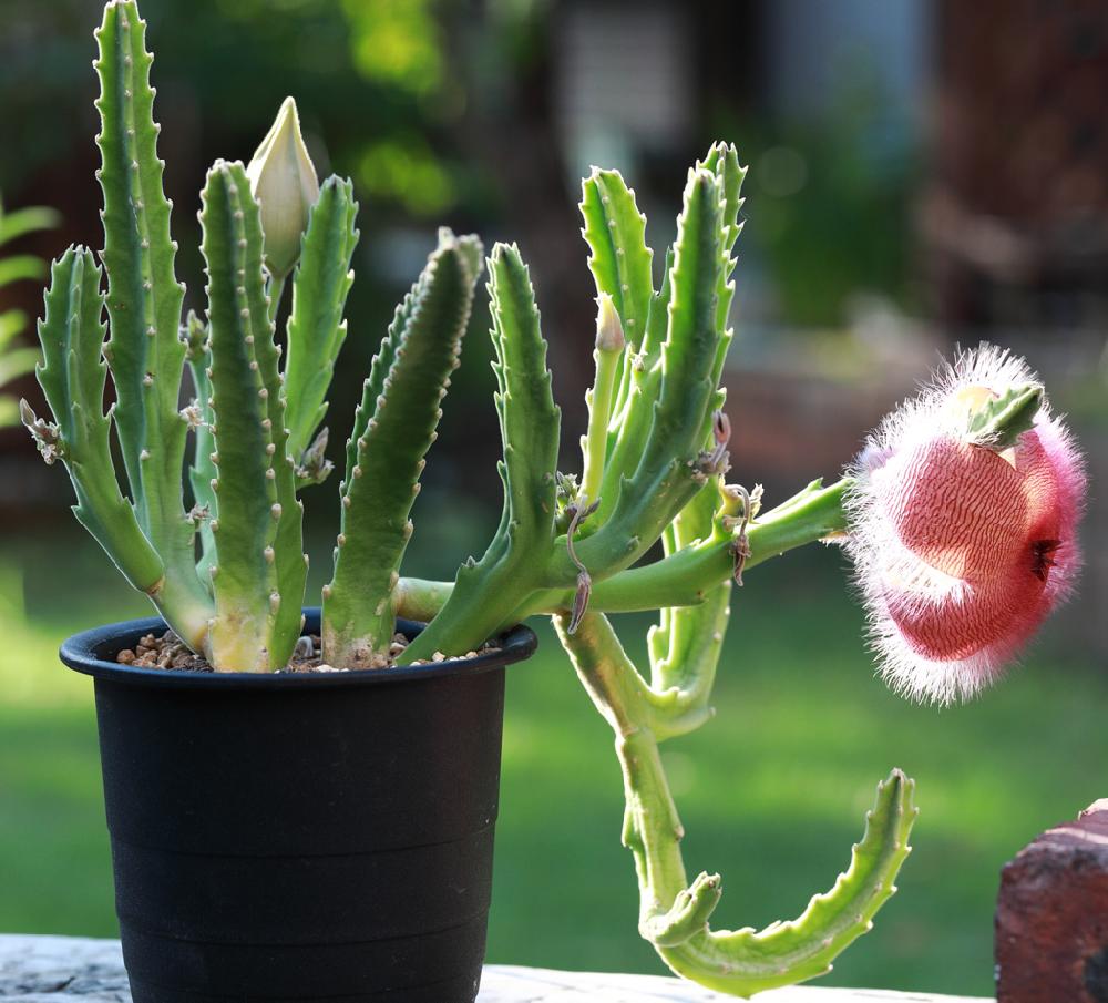 スタペリアの投稿画像 By えんてんさん スタペリア ヒルスタと犀角とバルコニー ベランダと多肉植物と開花と花が咲いたと植中毒と珍奇植物と多肉植物と開花と花が咲いたと植中毒と珍奇植物 18月9月7日 Greensnap グリーンスナップ Greensnap グリーン