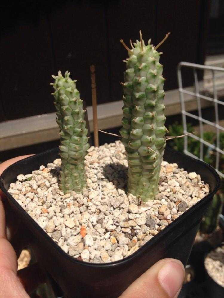 ユーフォルビア・白樺キリン｜🍀GreenSnap（グリーンスナップ）