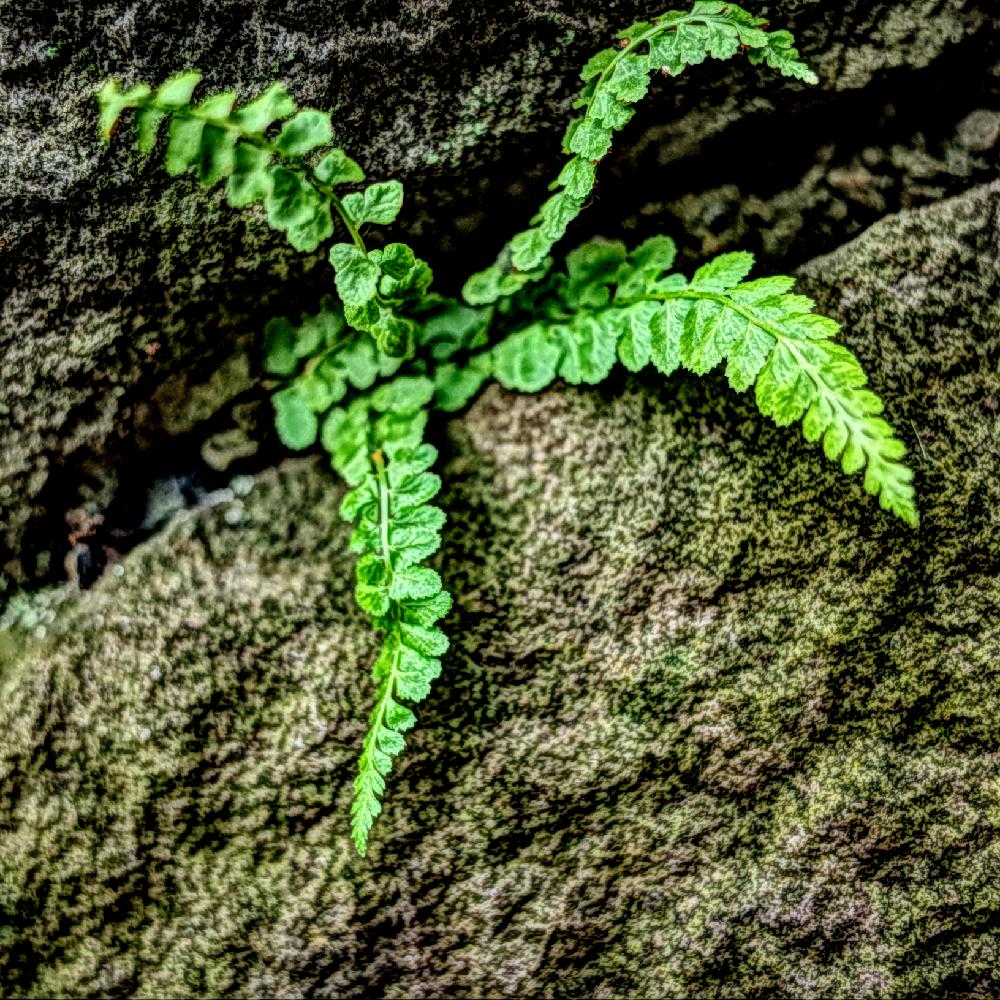 植物のある暮らしの投稿画像 By Apricot53さん シダ植物 コンテストと雑草とシダ植物と珍奇植物とお散歩 18月9月8日 Greensnap グリーンスナップ
