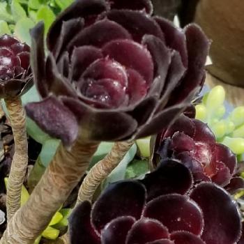 花言葉 良い予感 の投稿画像一覧 Greensnap グリーンスナップ