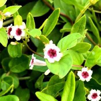 変な名前の投稿画像一覧 Greensnap グリーンスナップ