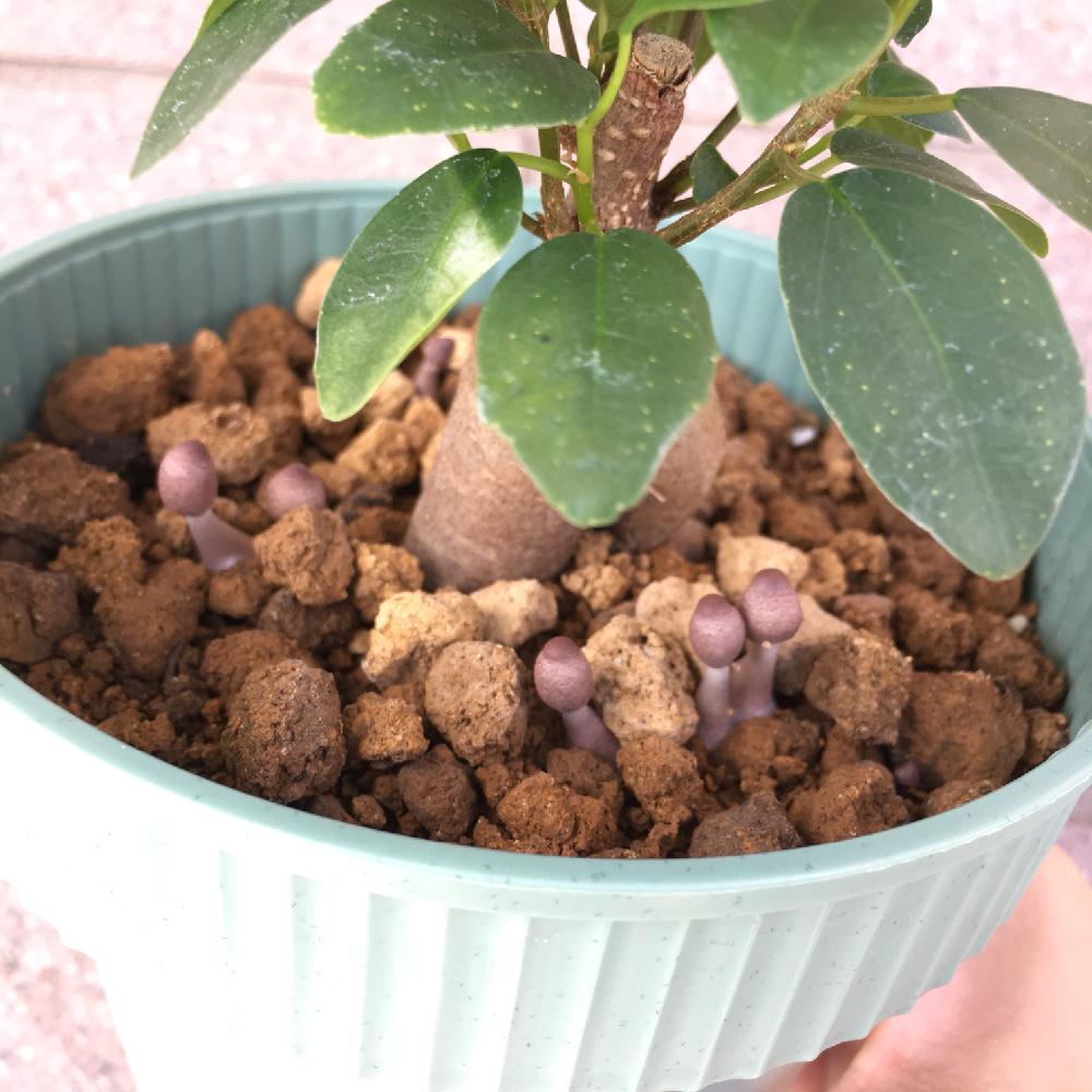 ガジュマルの投稿画像 By Kanaさん 観葉植物とガジュマル とキノコ生える とキノコ 18月9月8日 Greensnap グリーンスナップ