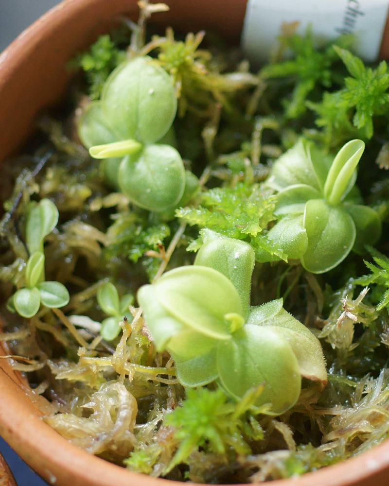 食虫植物の投稿画像 By Onoさん 南米ピンギと食虫植物広め隊 18月9月8日 Greensnap グリーンスナップ