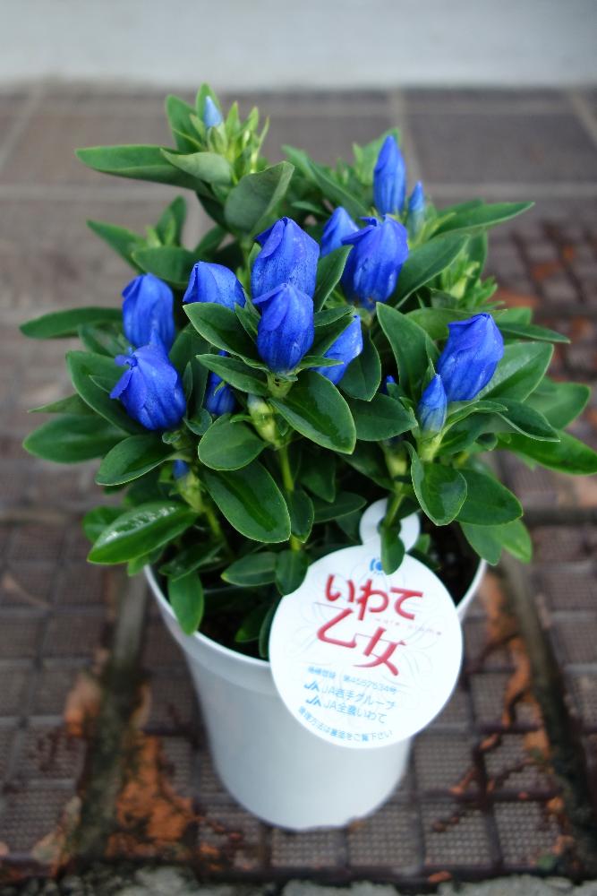 リンドウの投稿画像 By Shigeさん 岩手県といわて乙女と青色の花とリンドウ いわて乙女 と鉢植えと花のある暮らし 18月9月8日 Greensnap グリーンスナップ
