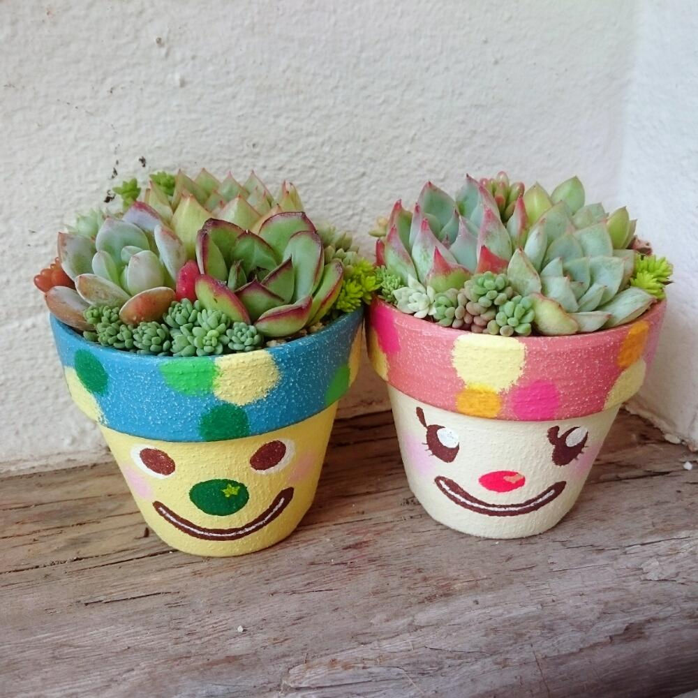 多肉植物の投稿画像 By Ikuraさん 多肉小屋と寄せ植えとロハスフェスタ東京 とお誘いとgs映えとdori鉢ともりもりと韓国苗と秘密基地とジャンクガーデンとロハス限定とイベント告知とbizarre苗とikuraのお箸で多肉植え ちゃうよ教室 18月9月8日 Greensnap グリーン