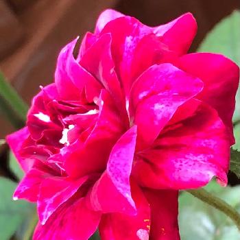 パープルタイガーの画像 by エ−リ−さん | バルコニー/ベランダとパープルタイガーといつも、いいね!ありがとうございます(*´`)♡と植物のある暮らしと咲いた♡︎ʾʾと綺麗な花色と花のある暮らし
