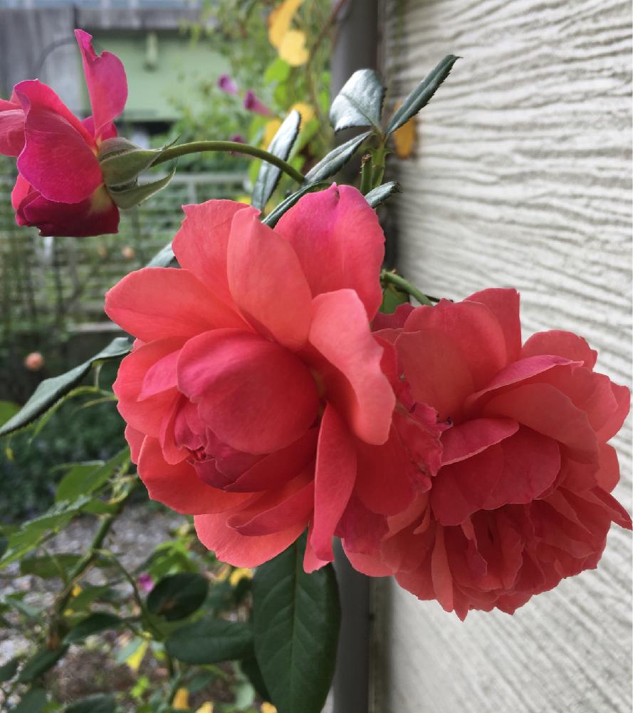 バラ ラデュレの投稿画像 By よりさん ばら バラ 薔薇とナチュラルガーデンとギヨーと今日のお花とズボラガーデナーとガーデニングと花のある暮らしと薔薇 とバラ ミニバラ 18月9月9日 Greensnap グリーンスナップ