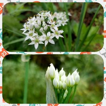 害虫退治用の投稿画像一覧 Greensnap グリーンスナップ