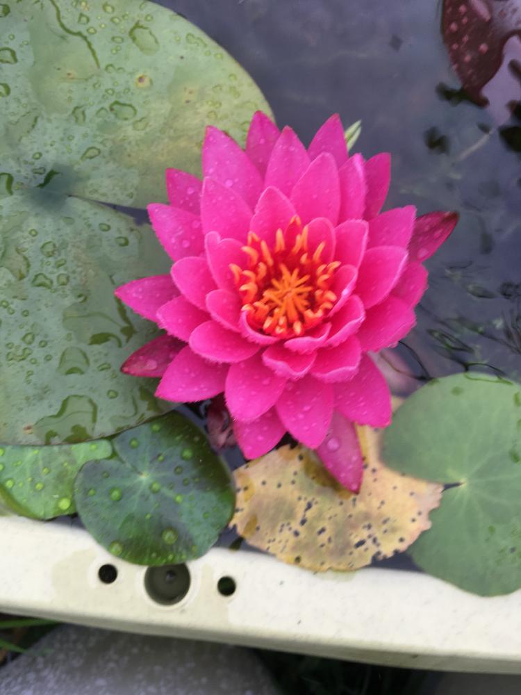 温帯睡蓮 タンクワンの投稿画像 By アッキーさん 猫馬鹿と散歩道と 水生植物のある暮らしと思い付き栽培とネコと花のある暮らしとメダカ 18月9月9日 Greensnap グリーンスナップ