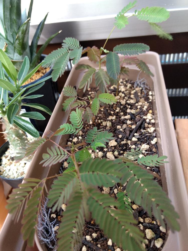 家で育てたねむの木の苗3合歓木ネムノキ落葉樹エバーフレッシュ似屋外栽培成長早い 家で育てたねむの木の苗eネムノキ合歓の木落葉樹エバーフレッシュ似屋外栽培ベランダ Cmpramosmejia Com Ar