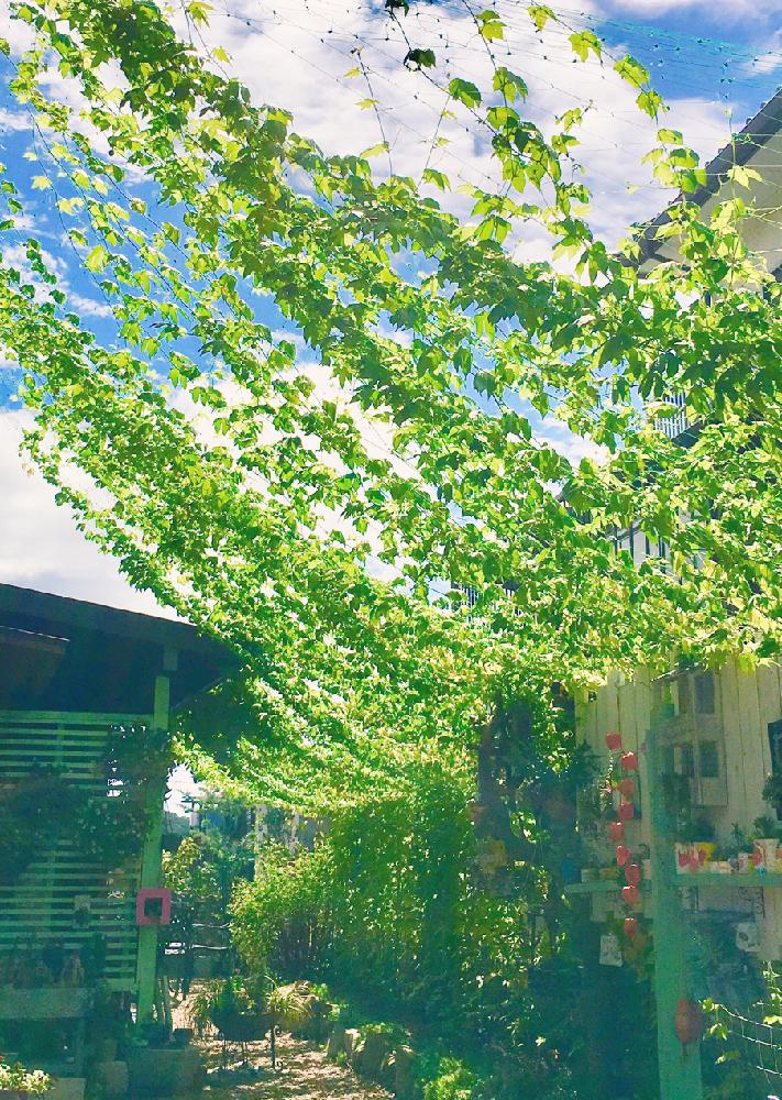オキナワスズメウリの投稿画像 By Hiromi My Garden Resuscitation さん 可愛い実とグリーントンネルとグリーン グリーン グリーン と琉球おもちゃうりとグリーンカーテンコンテスト18とグリーングリーン と庭の植物とグリーンカーテンとオキナワスズメウリ