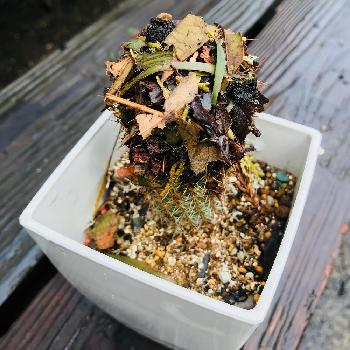 無事を祈るの投稿画像一覧 Greensnap グリーンスナップ