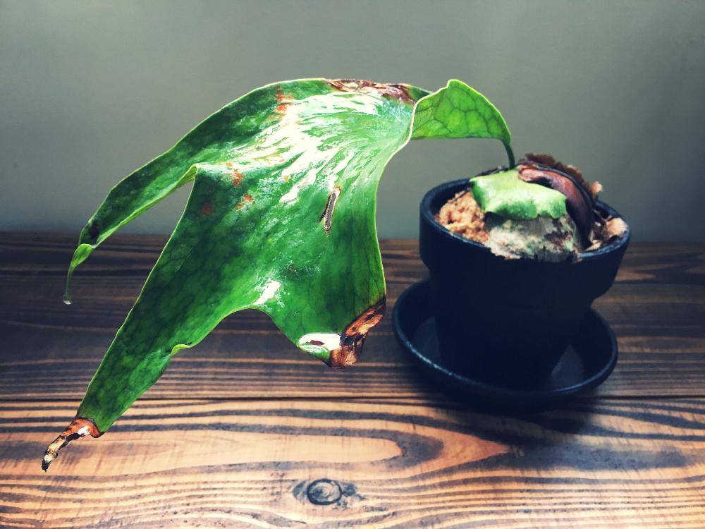 ビカクシダ ヒリーの投稿画像 By Iron And Woodさん 観葉植物と原種と敢えての鉢植えと シダ植物 コンテストと敢えて板付けしないとプラティケリウムとシダ植物 18月9月9日 Greensnap グリーンスナップ ビカクシダ ヒリーの投稿画像 By Iron And Woodさん 観葉植物と原種と敢えての鉢植えと シダ植物 コンテストと敢えて板付けしないとプラティケリウムとシダ植物 18月9月9日 Greensnap グリーンスナップ
