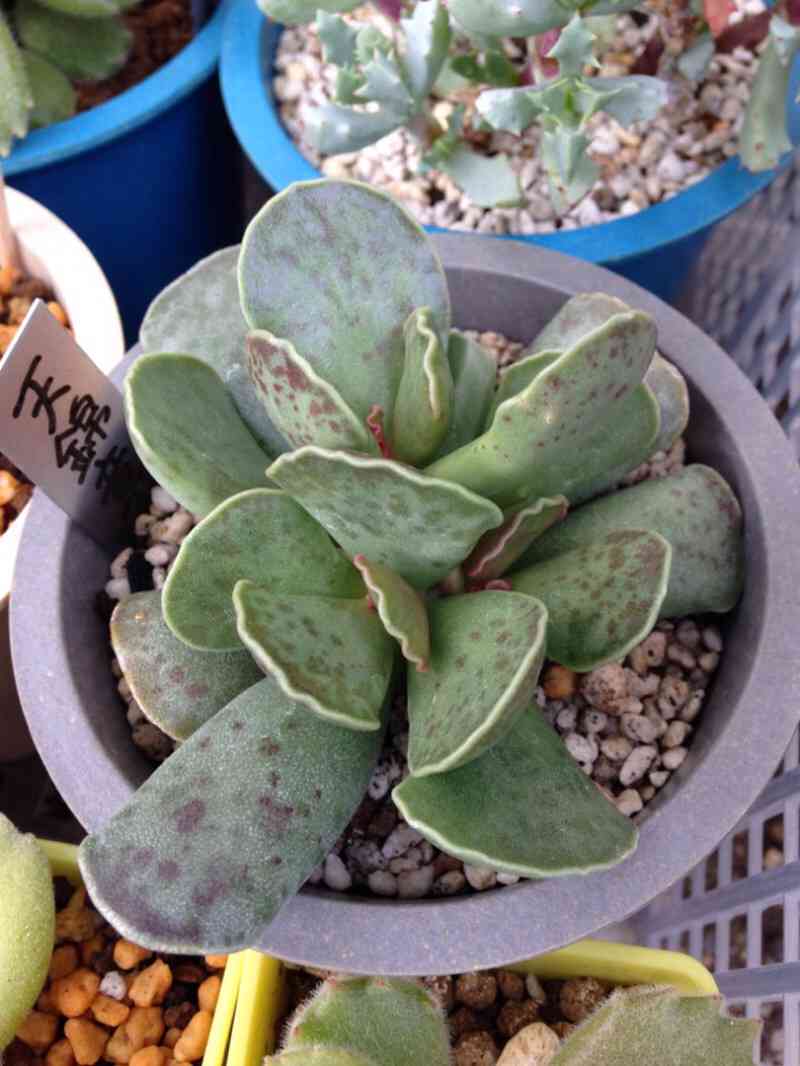 アドロミスクス・天錦章｜🍀GreenSnap（グリーンスナップ）