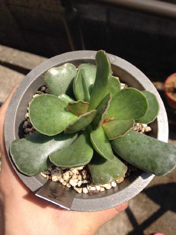 アドロミスクス・天錦章｜🍀GreenSnap（グリーンスナップ）