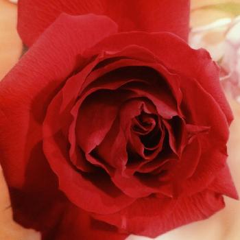 薔薇サムライの投稿画像一覧 Greensnap グリーンスナップ 薔薇サムライの投稿画像一覧 Greensnap グリーンスナップ