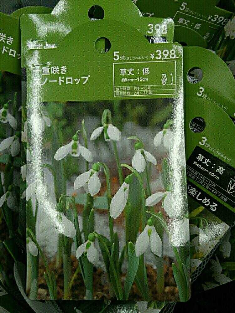 スノードロップ Greensnap グリーンスナップ