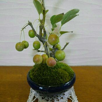 姫りんごの実の画像 by マリリンさん | 部屋と姫りんごの実と盆栽とミニ盆栽と苔 (コケ)