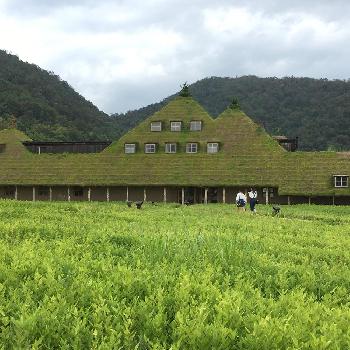 芝生の屋根の投稿画像一覧 Greensnap グリーンスナップ 芝生の屋根の投稿画像一覧 Greensnap グリーンスナップ